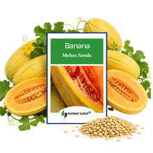 Load image into Gallery viewer, Banana Melon Seeds for Planting NON-GMO Heirloom Fresh Garden Seeds