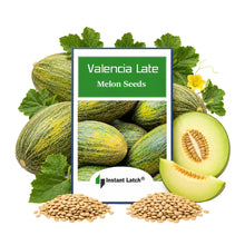 Load image into Gallery viewer, Valencia Late Melon Seeds for Planting NON-GMO Heirloom Fresh Garden Seeds