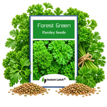 Load image into Gallery viewer, Forest Green Parsley Seeds for Planting NON-GMO Heirloom Fresh Garden Seeds