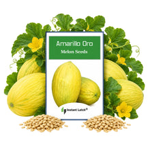 Load image into Gallery viewer, Amarillo Oro Melon Seeds for Planting NON-GMO Heirloom Fresh Garden Seeds