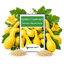 Load image into Gallery viewer, Crookneck Golden Summer Squash Seeds for Planting NON-GMO Heirloom Fresh Garden Seeds