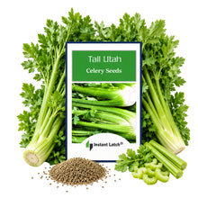 Load image into Gallery viewer, Tall Utah Celery Seeds for Planting NON-GMO Fresh Garden Seeds