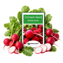 Load image into Gallery viewer, Crimson Giant Radish Seeds for Planting NON-GMO Heirloom Fresh Garden Seeds