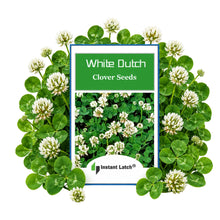 Load image into Gallery viewer, White Dutch Clover Cover Crop Seeds for Planting NON-GMO Heirloom Fresh Flower Seeds