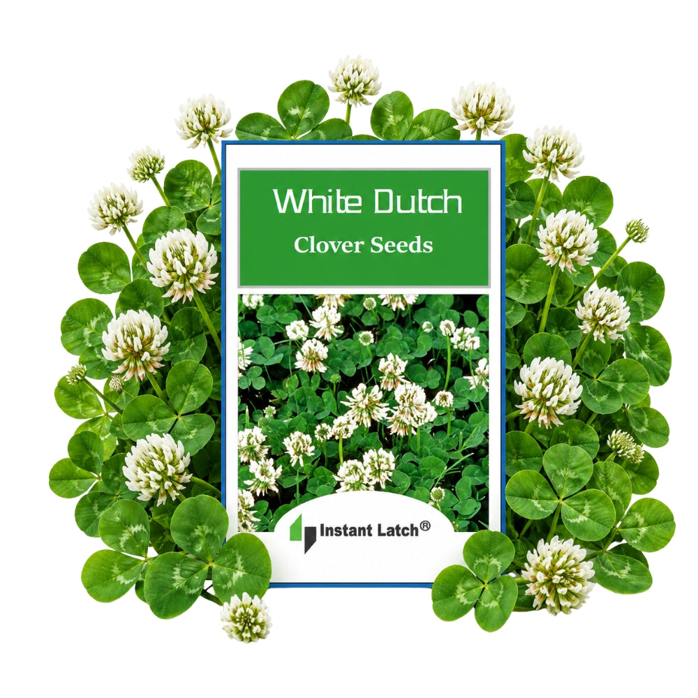 White Dutch Clover Cover Crop Seeds for Planting NON-GMO Heirloom Fres ...