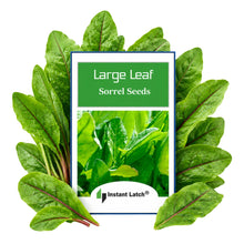 Load image into Gallery viewer, Large Leaf Sorrel Herb Seeds for Planting NON-GMO Heirloom Fresh Herb Seeds