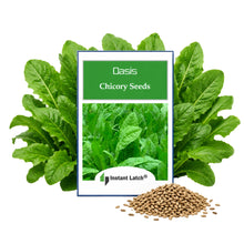 Load image into Gallery viewer, Oasis Chicory Seeds for Planting NON-GMO Heirloom Fresh Flower Seeds