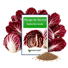 Load image into Gallery viewer, Radicchio Seeds for Planting Rouge de Verona Heirloom Fresh Garden Seeds