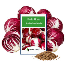 Load image into Gallery viewer, Radicchio Seeds for Planting Palla Rosa Heirloom Fresh Garden Seeds