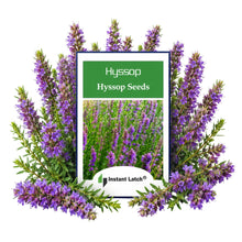 Load image into Gallery viewer, Hyssop Seeds for Planting NON-GMO Heirloom Fresh Flower Seeds