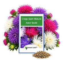 Load image into Gallery viewer, Crego Giant Mixture Aster Seeds for Planting NON-GMO Heirloom Fresh Flower Seeds