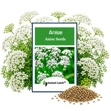 Load image into Gallery viewer, Anise Seeds for Planting NON-GMO Heirloom Fresh Garden Seeds