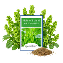Load image into Gallery viewer, Bells of Ireland Seeds for Planting NON-GMO Heirloom Fresh Vegetable Seeds