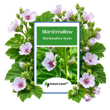 Load image into Gallery viewer, Marshmallow Seeds for Planting NON-GMO Heirloom Fresh Garden Seeds