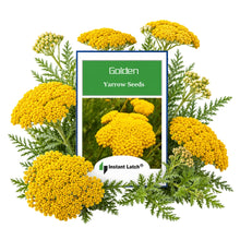 Load image into Gallery viewer, Golden Yarrow Seeds for Planting NON-GMO Heirloom Fresh Garden Seeds