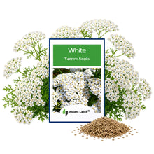 Load image into Gallery viewer, White Yarrow Seeds for Planting NON-GMO Heirloom Fresh Garden Seeds