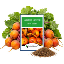 Load image into Gallery viewer, Golden Detroit Beet Seeds for Planting NON-GMO Heirloom Fresh Garden Seeds