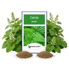 Load image into Gallery viewer, Catnip Seeds for Planting NON-GMO Catnip Seeds Fresh Herb Perrenial Seeds
