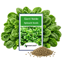 Load image into Gallery viewer, Giant Noble Spinach Seeds for Planting NON-GMO Fresh Garden Seeds