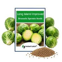 Load image into Gallery viewer, Long Island Brussels Sprouts Seeds for Planting NON-GMO Fresh Garden Seeds