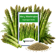 Load image into Gallery viewer, Mary Washington Asparagus Seeds for Planting NON-GMO Fresh Garden Seeds