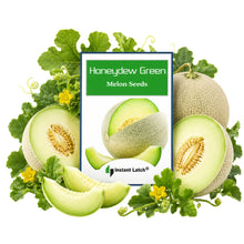 Load image into Gallery viewer, Honeydew Green Melon Seeds for Planting NON-GMO Fresh Garden Seeds