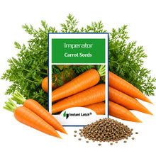 Load image into Gallery viewer, Imperator Carrot Seeds for Planting NON-GMO Fresh Garden Seeds