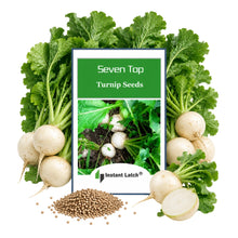 Load image into Gallery viewer, Seven Top Turnip Seeds | NON_GMO | Fresh Garden Seeds