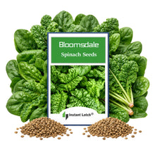 Load image into Gallery viewer, Bloomsdale Long Standing Spinach Seeds for Planting NON-GMO Heirloom Fresh Garden Seeds