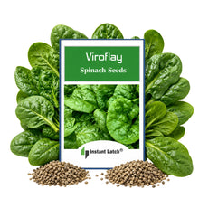 Load image into Gallery viewer, Viroflay Spinach Seeds for Planting NON-GMO Heirloom Fresh Garden Seeds