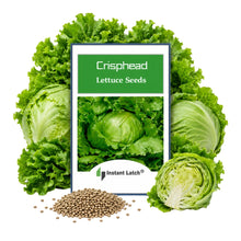 Load image into Gallery viewer, Crisphead Great Lakes Lettuce Seeds | NON-GMO | Heirloom | Fresh Garden Seeds
