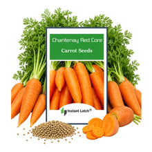 Load image into Gallery viewer, Chantenay Red Core Carrot Seeds | NON-GMO | Heirloom | Fresh Garden Seeds