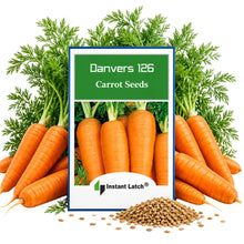 Load image into Gallery viewer, Danvers 126 Carrot Seeds | NON-GMO | Instant Latch Fresh Garden Seeds