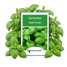 Load image into Gallery viewer, Genovese Basil Seeds for Planting NON-GMO Heirloom Fresh Garden Seeds