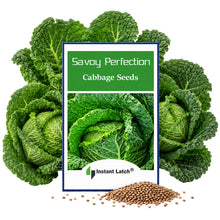 Load image into Gallery viewer, Savoy Perfection Cabbage Seeds | NON-GMO | Heirloom | Fresh Garden Seeds