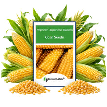 Load image into Gallery viewer, Popcorn Japanese Hullness Corn Seeds for Planting Heirloom Fresh Garden Seeds