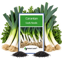 Load image into Gallery viewer, Carantan Leek Seeds | NON-GMO | Heirloom | Fresh Garden Seeds