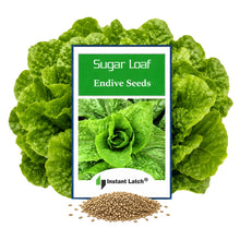 Load image into Gallery viewer, Sugar Loaf Endive Seeds for Planting NON-GMO Heirloom Fresh Garden Seeds