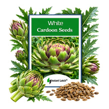 Load image into Gallery viewer, White Cardoon Seeds for Planting NON-GMO Heirloom Fresh Garden Seeds