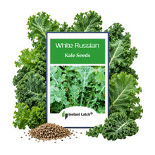 Load image into Gallery viewer, White Russian Kale Seeds | NON-GMO | Heirloom | Fresh Garden Seeds