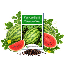 Load image into Gallery viewer, Florida Giant Watermelon Seeds | NON-GMO | Heirloom | Fresh Garden Seeds