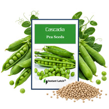 Load image into Gallery viewer, Cascadia Pea Seeds for Planting NON-GMO Heirloom Fresh Garden Seeds