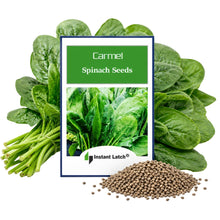 Load image into Gallery viewer, Carmel Spinach Seeds for Planting F1 Hybrid Fresh Garden Seeds