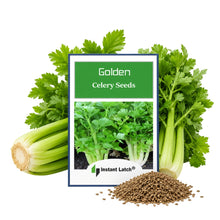 Load image into Gallery viewer, Golden Celery Seeds for Planting NON-GMO Heirloom Fresh Garden Seeds
