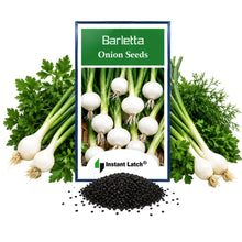 Load image into Gallery viewer, Barletta Onion Seeds | NON-GMO | Heirloom | Fresh Garden Seeds