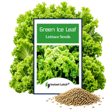 Load image into Gallery viewer, Green Ice Leaf Lettuce Seeds for Planting NON-GMO Heirloom Fresh Garden Seeds