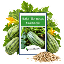 Load image into Gallery viewer, Italian Genovese Squash Seeds for Planting NON-GMO Heirloom Fresh Garden Seeds