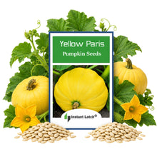 Load image into Gallery viewer, Yellow Paris Pumpkin Seeds for Planting NON-GMO Heirloom Fresh Garden Seeds