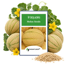 Load image into Gallery viewer, Iroquois Melon Seeds for Planting NON-GMO Heirloom Fresh Garden Seeds
