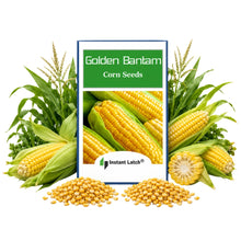 Load image into Gallery viewer, Golden Bantam Corn Seeds for Planting Non-GMO Heirloom Fresh Garden Seeds